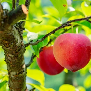 Santa Rosa Plum Tree Bare-root 3-4ft Live Plants | Sweet Plums