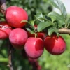 Santa Rosa Plum Tree Bare-root 3-4ft Live Plants | Sweet Plums