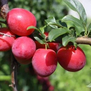 Santa Rosa Plum Tree Bare-root 3-4ft Live Plants | Sweet Plums