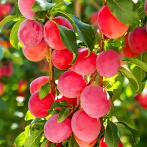 Santa Rosa Plum Tree Bare-root 3-4ft Live Plants | Sweet Plums