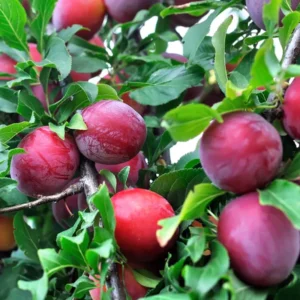 Santa Rosa Plum Tree Bare-root 3-4ft Live Plants | Sweet Plums