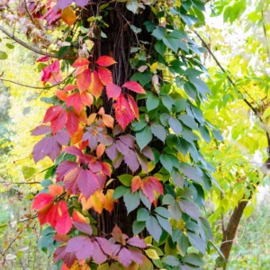 Virginia Creeper Live Plants 10-14 Inch Climbing Vine for Fences & Ground Cover