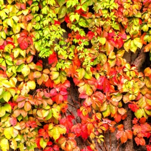 Virginia Creeper Live Plants 10-14 Inch Climbing Vine for Fences & Ground Cover