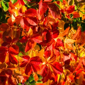 Virginia Creeper Live Plants 10-14 Inch Climbing Vine for Fences & Ground Cover