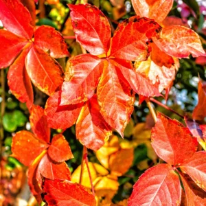 Virginia Creeper Live Plants 10-14 Inch Climbing Vine for Fences & Ground Cover
