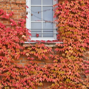 Virginia Creeper Live Plants 10-14 Inch Climbing Vine for Fences & Ground Cover