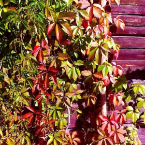 Virginia Creeper Live Plants 10-14 Inch Climbing Vine for Fences & Ground Cover
