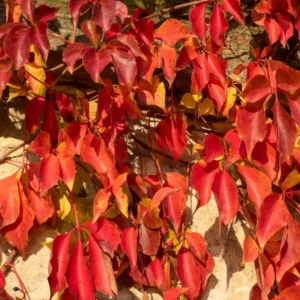 Virginia Creeper Live Plants 10-14 Inch Climbing Vine for Fences & Ground Cover