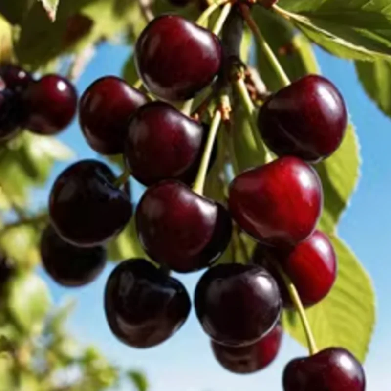 Black Cherry Trees Bare Root Seedlings 6-12 Inch Fruit Trees Live Plants Set of 2