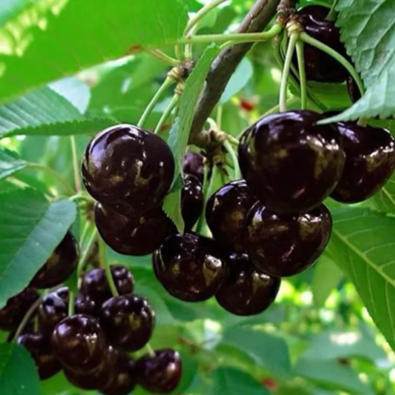 Black Cherry Trees Bare Root Seedlings 6-12 Inch Fruit Trees Live Plants Set of 2