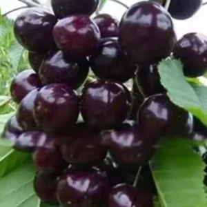 Black Cherry Trees Bare Root Seedlings 6-12 Inch Fruit Trees Live Plants Set of 2