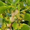 White Mulberry Trees 2-Pack Live Bareroot 12-18 Inch Fruits Plants
