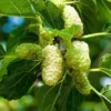 White Mulberry Trees 2-Pack Live Bareroot 12-18 Inch Fruits Plants