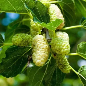 White Mulberry Trees 2-Pack Live Bareroot 12-18 Inch Fruits Plants