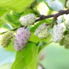 White Mulberry Trees 2-Pack Live Bareroot 12-18 Inch Fruits Plants