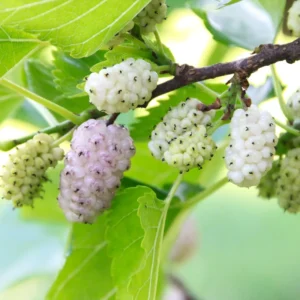 White Mulberry Trees 2-Pack Live Bareroot 12-18 Inch Fruits Plants