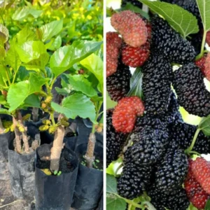Dwarf Mulberry Live Plant 6-10 Inch in 3.5 Inch Pot Mulberry Fruit Tree