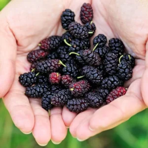 Dwarf Mulberry Live Plant 6-10 Inch in 3.5 Inch Pot Mulberry Fruit Tree