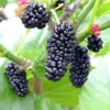 Dwarf Mulberry Live Plant 6-10 Inch in 3.5 Inch Pot Mulberry Fruit Tree