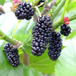 Dwarf Mulberry Live Plant 6-10 Inch in 3.5 Inch Pot Mulberry Fruit Tree