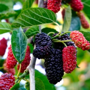 Dwarf Mulberry Live Plant 6-10 Inch in 3.5 Inch Pot Mulberry Fruit Tree