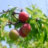 Chickasaw Plum Trees 2 Bare-root 12-18in Hardy Fruit Tree