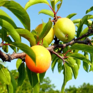 Chickasaw Plum Trees 2 Bare-root 12-18in Hardy Fruit Tree