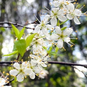 Chickasaw Plum Trees 2 Bare-root 12-18in Hardy Fruit Tree