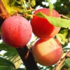 Chickasaw Plum Trees 2 Bare-root 12-18in Hardy Fruit Tree