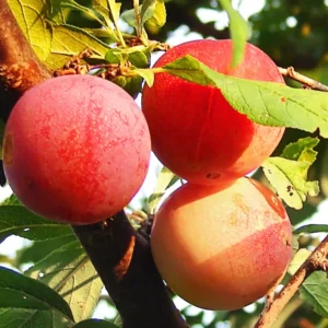 Chickasaw Plum Trees 2 Bare-root 12-18in Hardy Fruit Tree