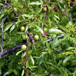 Chickasaw Plum Trees 2 Bare-root 12-18in Hardy Fruit Tree
