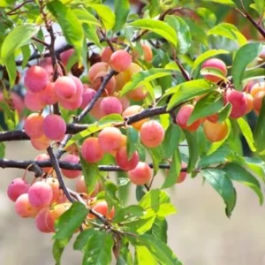 Chickasaw Plum Trees Bare-root Seedlings 12-18 Inch | Live Plum Plants