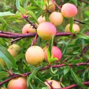 Chickasaw Plum Trees - Bare-root Seedlings 18-24 Inches - Fast Growing