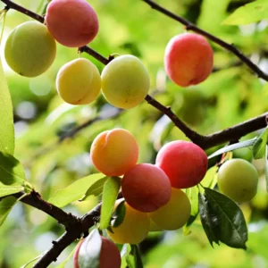 Chickasaw Plum Trees Set of 2 Bare-root Seedlings 2-3 Feet Live Plants