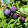 Methley Plum Tree Bare-root 12-18in Red Fruit Tree Zones 5-9