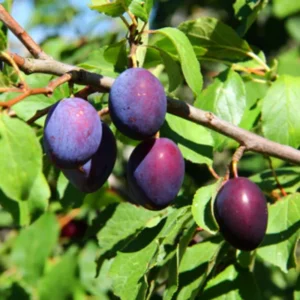 Methley Plum Tree Bare-root 12-18in Red Fruit Tree Zones 5-9