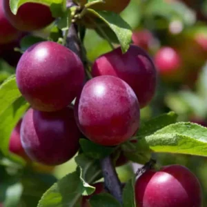 Methley Plum Tree Bare-root 12-18in Red Fruit Tree Zones 5-9