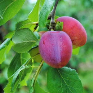 Methley Plum Tree Bare-root 12-18in Red Fruit Tree Zones 5-9