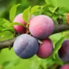 Methley Plum Tree Bare-root 12-18in Red Fruit Tree Zones 5-9