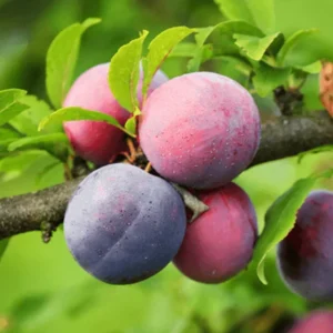 Methley Plum Tree Bare-root 12-18in Red Fruit Tree Zones 5-9