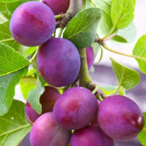 Methley Plum Tree Bare-root 12-18in Red Fruit Tree Zones 5-9