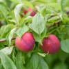 Methley Plum Tree Bare-root 12-18in Red Fruit Tree Zones 5-9