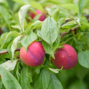 Methley Plum Tree Bare-root 12-18in Red Fruit Tree Zones 5-9