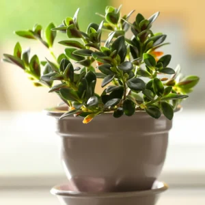 Goldfish Plant Live Indoor 4-Inch Pot Orange Flowers