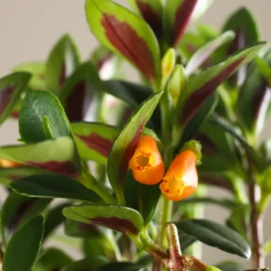 Goldfish Plant Live Indoor 4-Inch Pot Orange Flowers