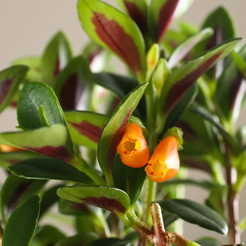Goldfish Plant Live Indoor 4-Inch Pot Orange Flowers