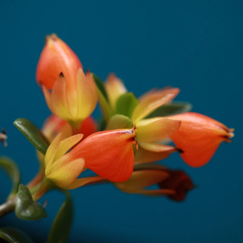 Goldfish Plant Live Indoor 4-Inch Pot Orange Flowers
