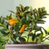 Goldfish Plant Live Indoor 4-Inch Pot Orange Flowers