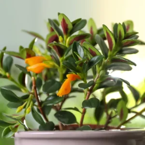 Goldfish Plant Live Indoor 4-Inch Pot Orange Flowers