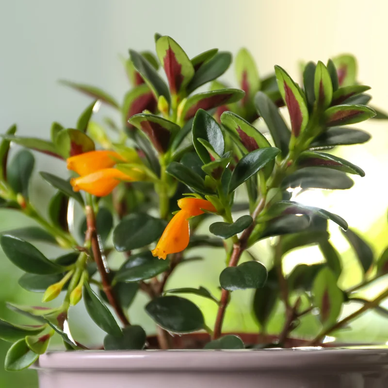 Goldfish Plant Live Indoor 4-Inch Pot Orange Flowers